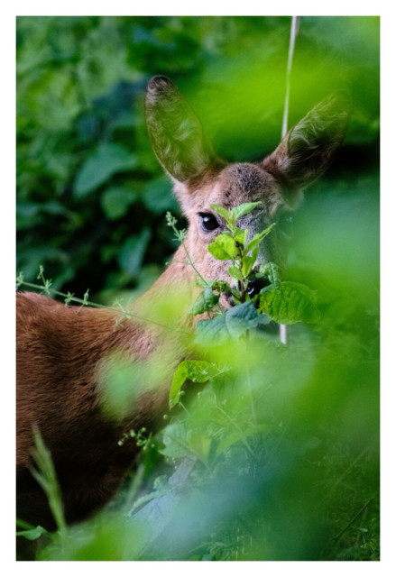 Foto im Hochformat. Teleaufnahme. Ein braunes Reh steht im grünen Gestrüpp. Nur Kopf, Hals und Schultern sind im Bild. Das Gesicht des Rehs ist teils von Blättern verborgen. Die Augen sind aber frei und schauen Richtung Kamera. Im Vordergrund ist unscharf mehr grünes Gestrüpp.