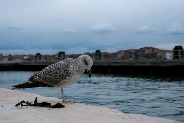 Photo of a young gull, still grey-beige standing on a pale wall, facing right and looking down as though it's a bit sad. In the background is a ruffled waterway, some low-rise buildings and a cloudy sky. I'm sure it's fine, though who knows the thoughts of gulls?