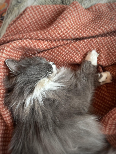 En grå och vit långhårig katt ligger på sidan på en filt och sover med de vita tassarna i kors.