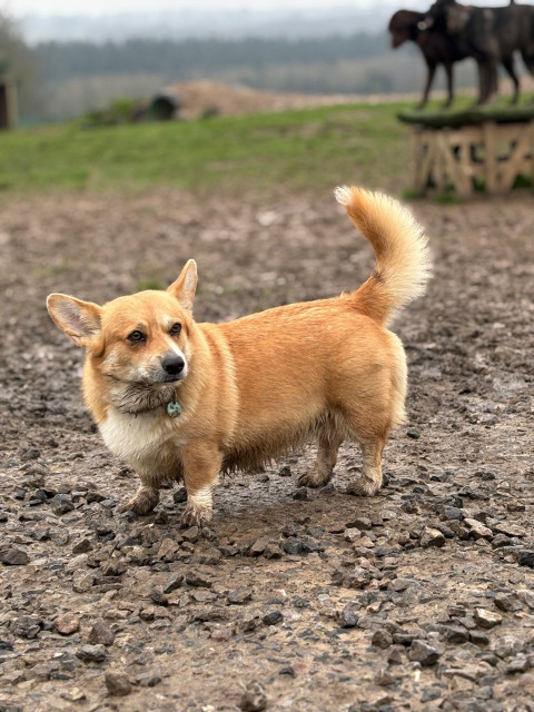 Canis lupus pembrokensis, stood on a field of slick wet nud, scattered with muddy pebbles. 