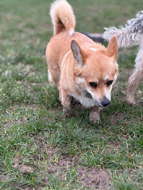 Canis lupus pembrokensis, on muddy green grass, paws covered in mud. 