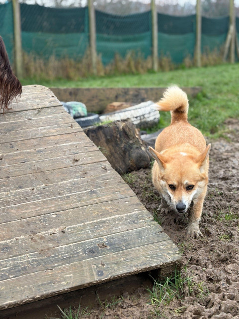 Canis lupus pembrokensis, standing in wet mud next to a raised wooden walkway on which another dog is in very partial view. 