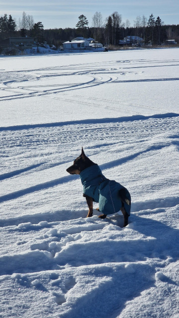 A lancashire heeler boi in a nice winter jacket.