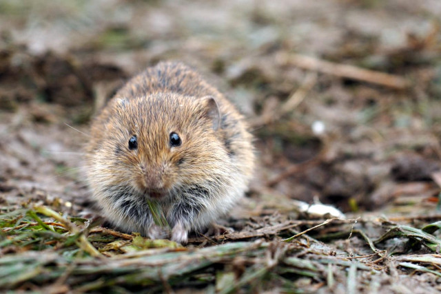 Eine kleine Maus sitzt auf nassen matschigem Gras und schaut direkt in die Kamera, sehr nah dran.

A small mouse sits on wet, muddy grass and looks directly into the camera, very close up.