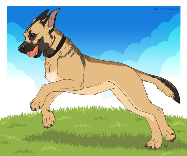 A malinois mix dog running through grass with a ball in its mouth.