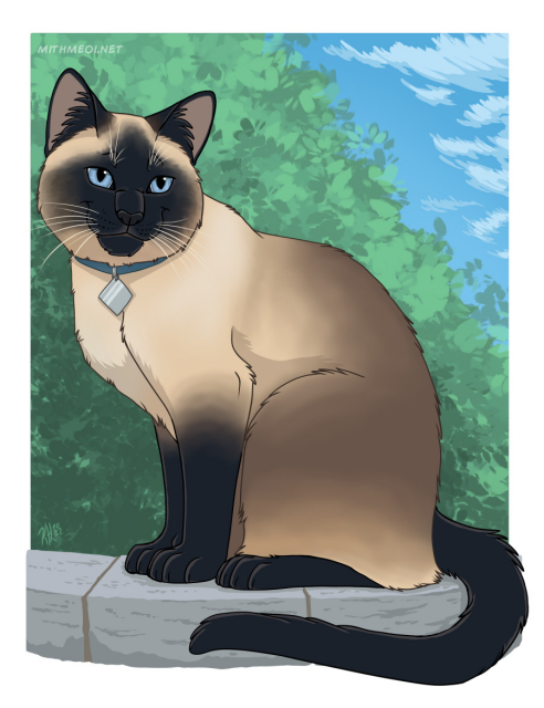 A Siamese cat sitting on cement pavers