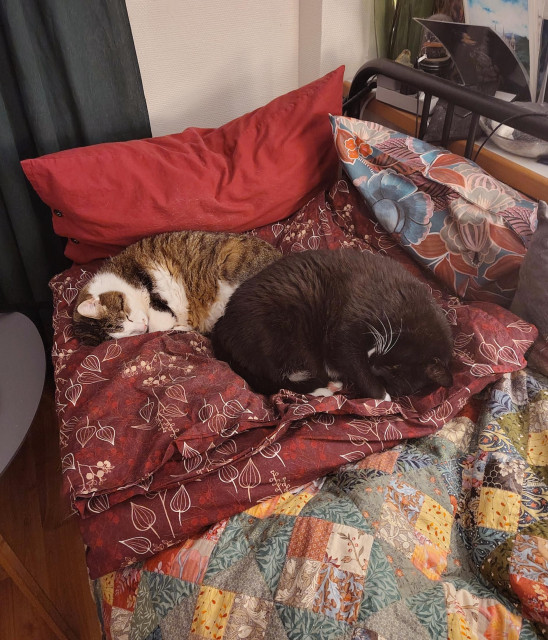 Two cats are curled up to sleep on the same folded up duvet, on a bed covered in quilts, in almost identical poses but mirrored. They have their faces tucked into the curl of their front legs and are otherwise form perfect cat croissants. A brown classic tabby with white bits, and a black and white tuxedo cat, they're both rather large in all dimensions, and surrounded by colourful bedding in reds and greens, with splashes of every flower colour imaginable. Behind them a dark green curtain, a bit of clutter.