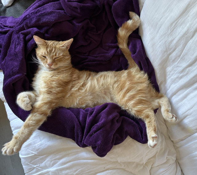 Washy the cat stretching out