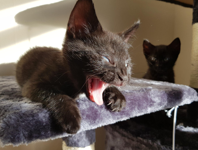 Two black kittens on a cat tree. In the foreground on the left, one kitten (Norbert) is yawning, with his mouth wide open and his eyes closed. In the background on the right, another kitten (Max) is watching him with a slightly confused expression