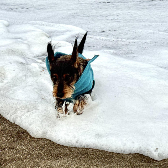 a dachshund running out off foamy surf. it looks surprised by the sudden wave.