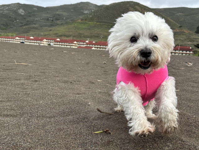 a westie leaping on the beach wearing a hot pink fleece