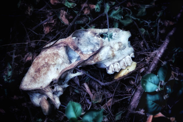 This image depicts the weathered part of an animal skull, lying on the forest floor. The skull, partially covered in dirt and decay, prominently displays its upper jaw and teeth. The lower jaw is missing. Surrounding the skull are fallen leaves, twigs, and green foliage, creating a natural, earthy setting. The lighting is dim, adding a moody and atmospheric tone to the scene.