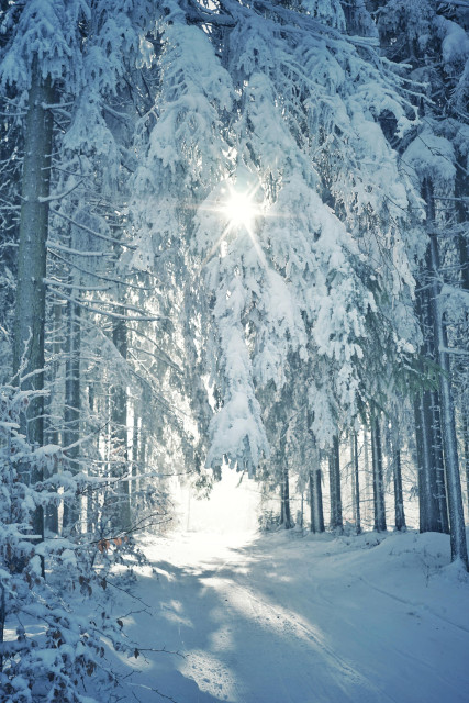 Farbfoto im Hochformat. Zu sehen sind schneebedeckte Nadelbäume über einem schneebedeckten Weg. Zwischen den Bäumen scheint Sonnenlicht hindurch, es bildet im oberen Bildteil einen sternförmigen Lichtfleck. Das Bild ist in Blau- und Weißtönen gehalten.