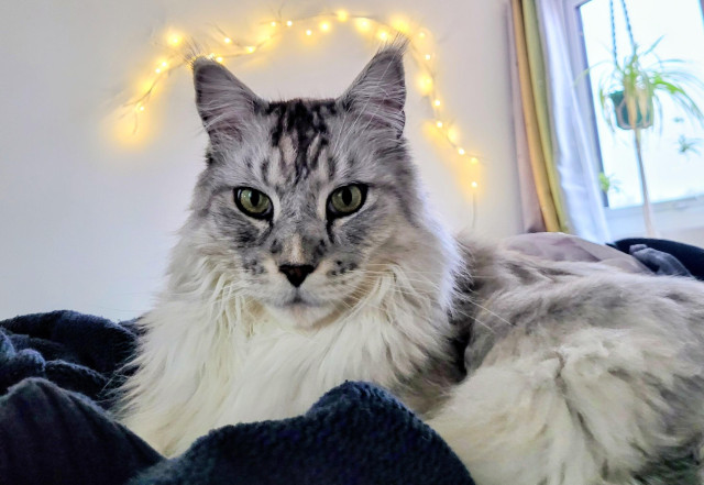 My kitty keeping me company on my bed.  He's a mackerel tabby. There's lights behind his head, and a spider plant hanging behind him in the window.