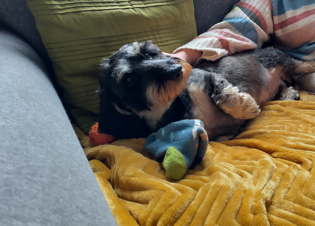 A small fluffy black and tan dog lying down on a yellow blanket with her little pink tummy showing, her head tilted towards the camera and a human giving her scritches at the nape of her neck.

A blue and green sock is underneath her head.