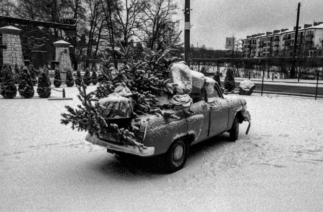 A black-and-white photograph shows a small vintage car parked on a snowy roadside. The car is heavily loaded with freshly cut fir trees and bundled goods, stacked high on the roof and in the back. Snow lightly covers the branches, the vehicle, and the ground, softening the scene.

In the background, rows of neatly trimmed shrubs line a fenced area, while across the street stand low apartment buildings. Bare winter trees frame the scene, and a pedestrian crossing sign is visible near the road. The grainy texture and muted tones give the image a nostalgic, slightly melancholic atmosphere, as if capturing a quiet moment of everyday life in winter.