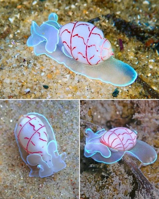 A colorful sea snail like creature, featuring a translucent body with a white shell adorned with red spiral markings. The images show different angles of the creature on a sandy ocean floor.