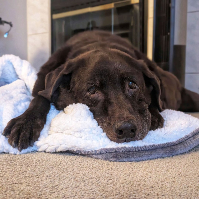 A chocolate lab is lying down on a blanket.