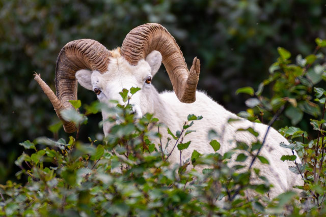 Close-up portrait of a Dall Ram partially obscured by green alder leaves. The ram’s white face and thick, tightly curled brown horns fill the upper half of the image. Its amber eyes look directly toward the camera through gaps in the foliage. The lower portion of the frame is layered with out-of-focus green leaves and branches, creating a natural foreground. The ram’s body appears white and woolly against a darker green background of shrubs and vegetation.