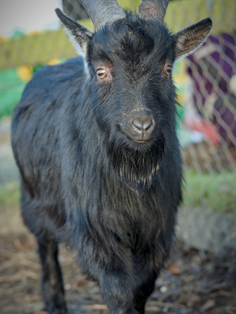 Goat looking like it's smiling.