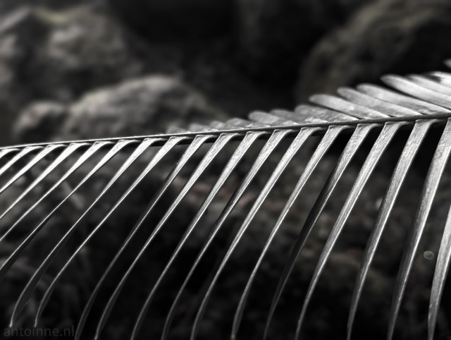 A monochromatic close-up of a palm frond, captured with a shallow depth of field that emphasizes its geometric texture.

The single palm frond extends horizontally across the frame. The focus is sharp on the central leaflets, highlighting their ribbed texture and metallic-looking sheen.

The frond creates a rhythmic, repetitive pattern of parallel lines (pinnate leaflets) that curve slightly downward. The shot is in black and white, which draws attention to the interplay of light and shadow. 
