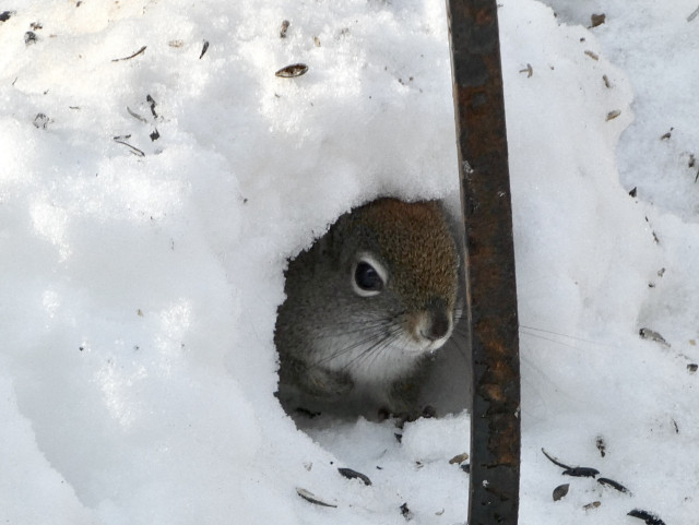 Closeup of a circular opening on a bank of piled snow. Tucked into the small tunnel with its face barely poking out is a red squirrel, its black whiskers nearly touching the sides of the tunnel, its reddish brown head just under the cusp of the top. Scattered around the opening are the remains of sunflower seeds, shelled by the birds in an unseen feeder above its forest. The black metal rod of the pole is directly in front of the squirrel’s face.