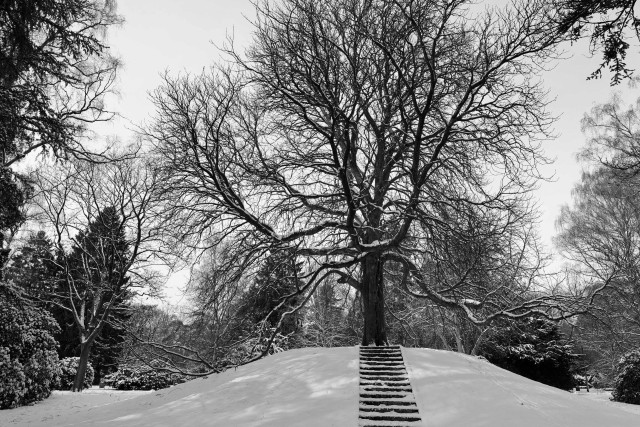 Auf einem kleinen Hügel steht ein Baum, die vielen unzähligen belaubten Äste und Zweige zeigen in alle Richtungen. Schnee bedeckt den Hügel und einige der Zweige und Äste. Eine kleine gemauerte Treppe führt auf den Stamm der Kastanie zu. Ein wenig Himmel und viele andere Bäume im Hintergrund. Das Foto ist schwarz-weiß.

A tree stands on a small hill, its countless leafy branches and twigs pointing in all directions. Snow covers the hill and some of the branches and twigs. A small brick staircase leads up to the trunk of the chestnut tree. A little bit of sky and many other trees can be seen in the background. The photo is black and white.