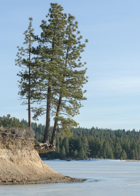 A color portrait photo of three conifer trees. The sky is lightly streaked with very thin clouds but it is most blue. In the background is a thick conifer forest on a hill that raise slightly toward the left side of the frame. In the foreground and on the right is the flat surface of a frozen lake. A steep eroded bank juts out from the left. It is curved in a crescent shape up from the lake. Three tall conifer trees that have been growing for decades on the bank have, over the years, had the bottom of there root systems exposed due to the erosion of the bank. This has left them balance over the lake on nothing but there roots. Otherwise the trees look green and healthy. 