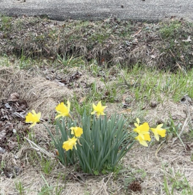 Bright yellow flowers (in combo star + tulip cup shaped, that I've heard called daffodils, jonquils, & narcissus) on green stems growing among green and brown grass and leaves and mud next to a ditch and beyond it an asphalt road 