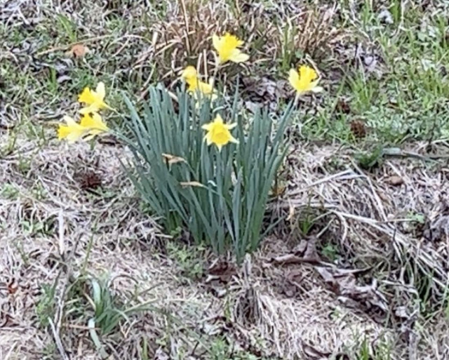 Bright yellow flowers (in combo star + tulip cup shaped, that I've heard called daffodils, jonquils, & narcissus) on green stems growing among green and brown grass and weeds and brown leaves and mud 