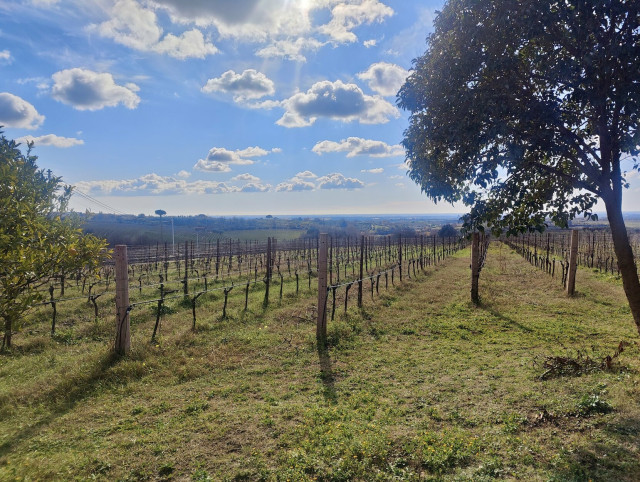 View of a bunch of lines of a vineyard in Central Italy. Pruned plants, green grass on the ground, an oak and a tangerine tree at the side of the sentry. A sunny winter day with blue sky and scattered coulds.