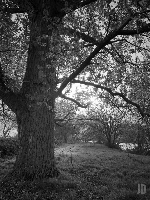 La imagen en blanco y negro muestra un gran árbol en primer plano con un tronco grueso y ramas extendidas, rodeado de hierba y vegetación. Al fondo, se observan más árboles y un paisaje natural iluminado por la luz del sol que se filtra entre las ramas.