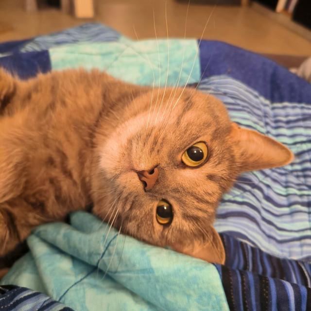 A brown-grey tabby cat lying on her side, looking expectantly at the camera.
