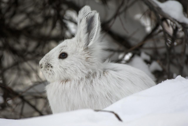 A snowshoe hare in its winter coat sits partially hidden among snow-covered ground and leafless twigs. The hare’s fur is thick and completely white, blending closely with the surrounding snow. Only its dark brown eye and the faint gray shading around its nose and ears stand out against the pale fur. One long ear is upright and sharply defined, edged with subtle gray tones.