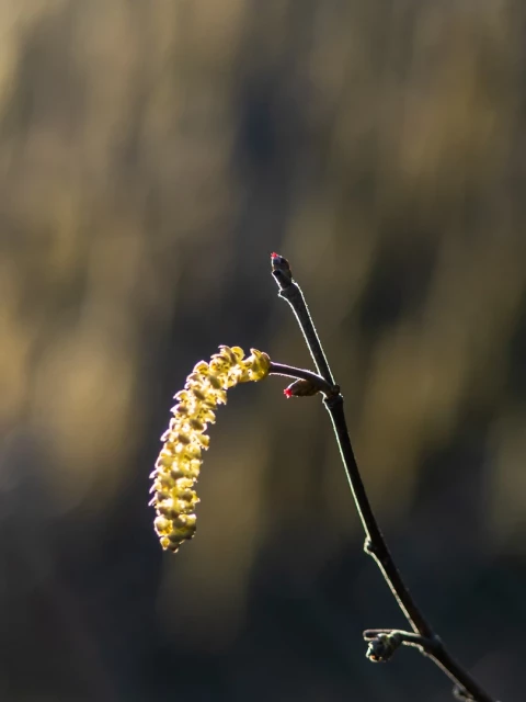 Hochformat. Vor braun gemauscheltem Hintergrund ein Zweiglein mit Haselnussblüte und Pollenträger. 
