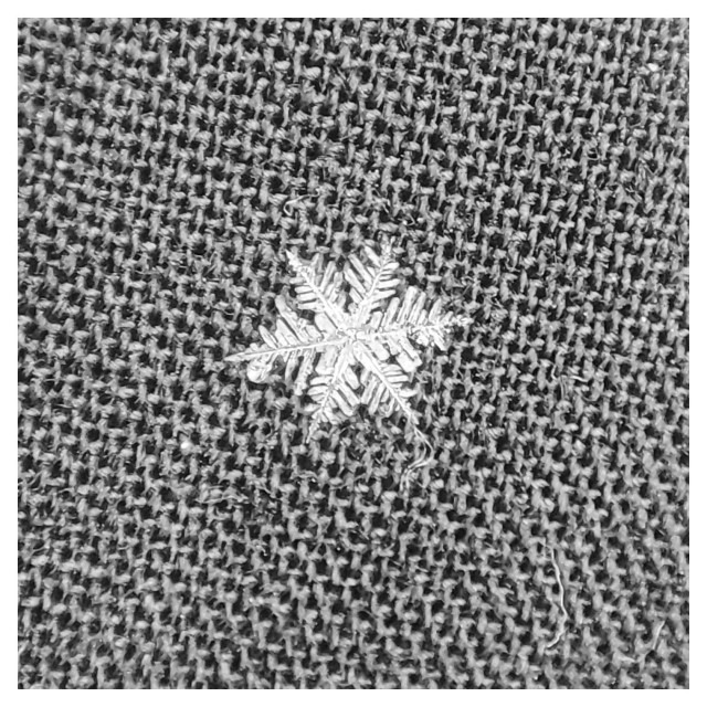 Quadratisches Schwarz-Weiß-Foto mit weißem Rand. Zu sehen ist die Nahaufnahme einer einzelnen Schneeflocke auf einer dunklen Jacke. Man sieht die filigrane Struktur der Schneeflocke und die Webstruktur der Jacke. 