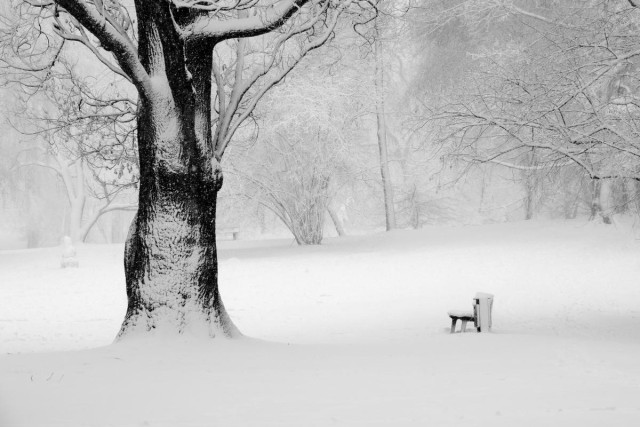 A tree and a bench in a park covered with snow