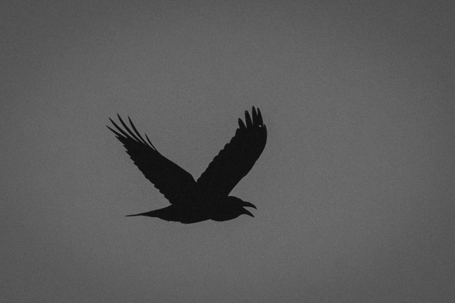 A quite dark, monochrome and grainy photograph of the silhouette of a raven flying. The bird is flying from left to right, its wings in upper position and each feather visible. The ravens beak is open.

The background is a uniform quite dark grey and quite grainy.