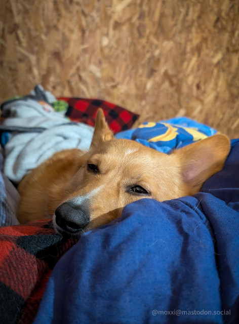 Moxxi the corgi is asleep on the couch. She's surrounded by blue and white blankets, and red plaid throw pillows.