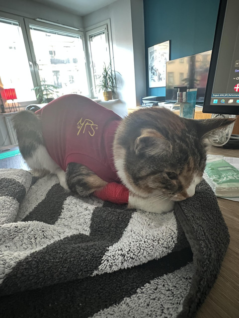 Nyopererad skölpadssfärgad katt ligger på en svartvit handduk på ett skrivbord iförd röd body.