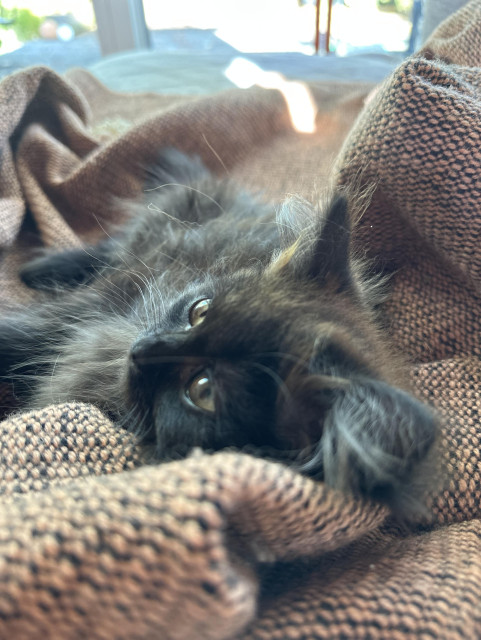 En svart fluffig kattunge ligger på en laxrosa filt