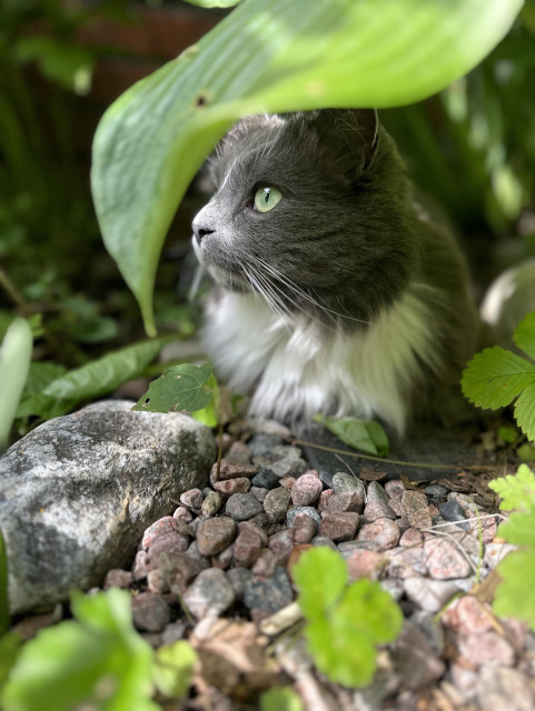 En grå och vit katt med gröna ögon ligger under en funkia 
