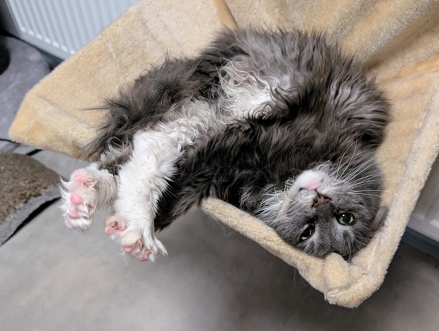 Grey maine coon cat lying on her back begging for belly rubs with little mlem.