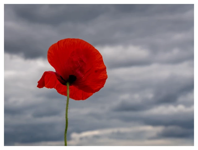 Vor graugetigertem Dramahimmel eine leuchtend rote Klatschmohnblüte im Vordergrund.