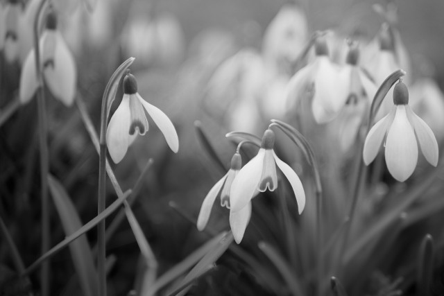 Schneeglöckchenrudel, aus Augenhöhe fotografiert. Die vorderen sind scharf, nach hinten verläuft eine sanfte Unschärfe.
Schwarz weiß. 