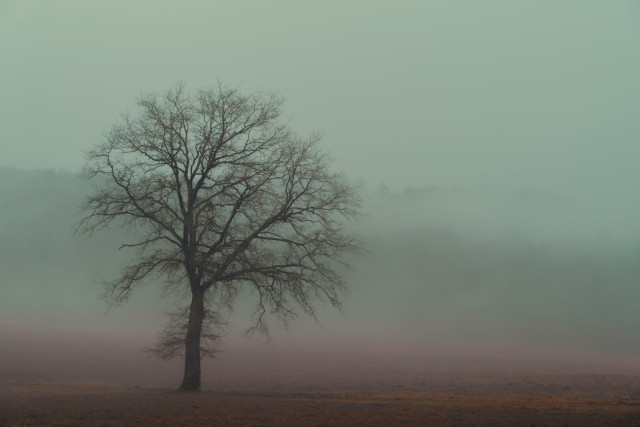 A solitary leafless tree stands in an open field covered in brown grass, surrounded by dense fog that softens the distant landscape and creates a quiet, muted atmosphere.