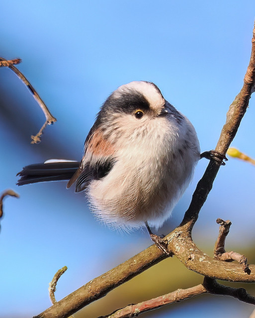 Schwanzmeise sitzt auf einem Zweig und blickte nach vorne in die Kamera. Hintergrund blauer Himmel.