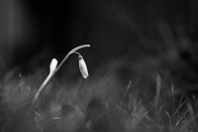 Schwarzweißfoto eines Schneeglöckens.
