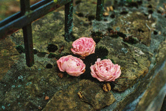 Three pale pink roses lie on a rough stone surface beneath a dark iron railing. Their petals are slightly wilted, soft and layered, contrasting with the cold texture of the weathered stone. Small patches of moss and scattered debris surround them, adding a sense of neglect or quiet abandonment.

The muted, grainy tones give the scene a melancholic atmosphere, as if the flowers were left behind after a private moment — a gesture now absorbed into the stillness of the place.