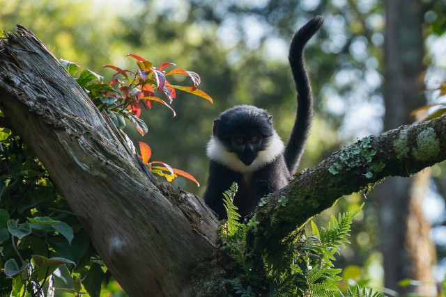 A black and white monkey with a fluffy white collar is perched on a tree branch, surrounded by green leaves and red foliage. The background is blurred, highlighting the monkey and the vibrant colors of the leaves.